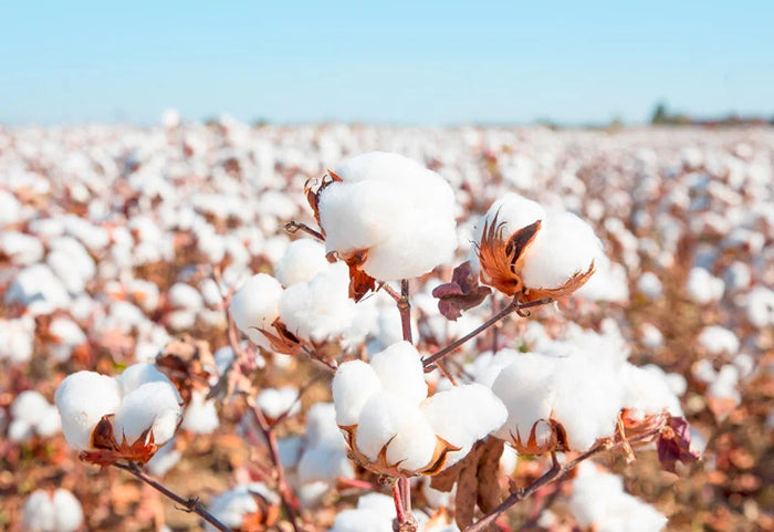 100 % medvilnės minkštumas.