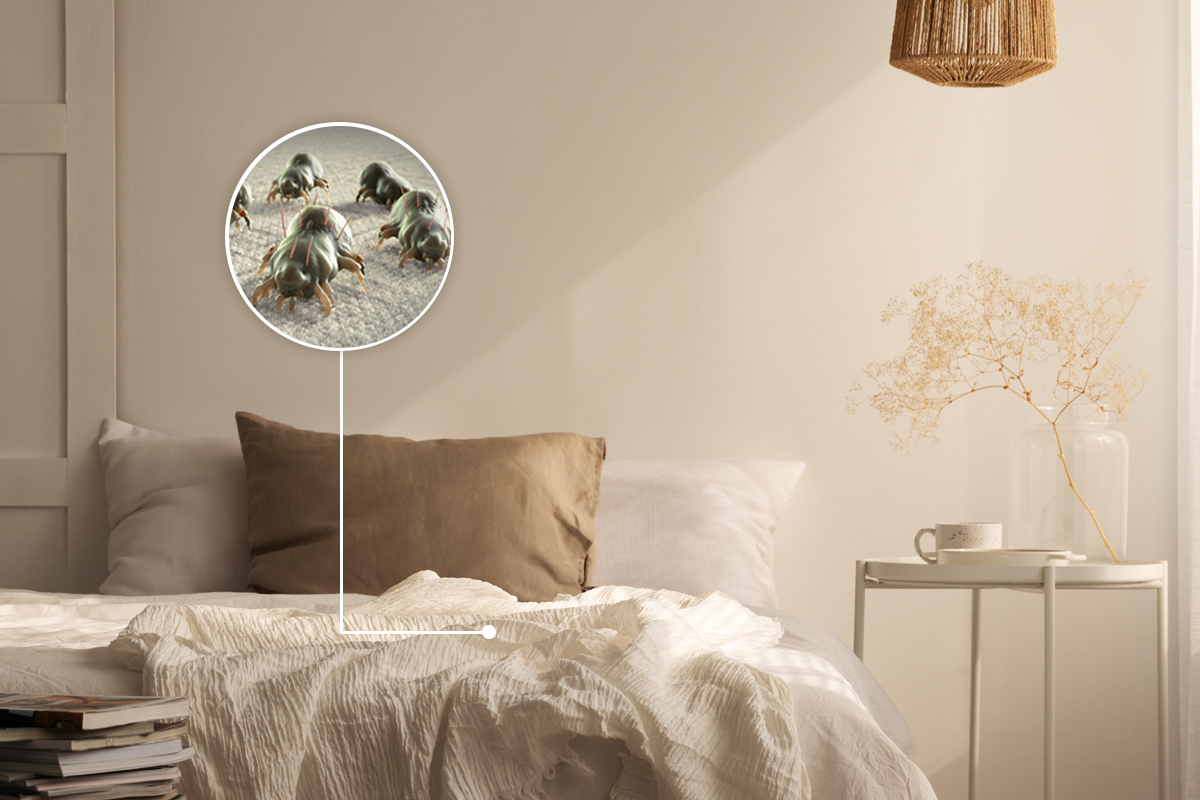 Dulkių erkutės – nematomi jūsų kambario draugai, kenkiantys sveikatai