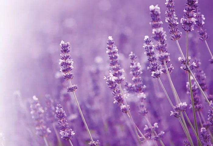 Uždenkite save lengva antklode su atpalaiduojančia levandų esencija.