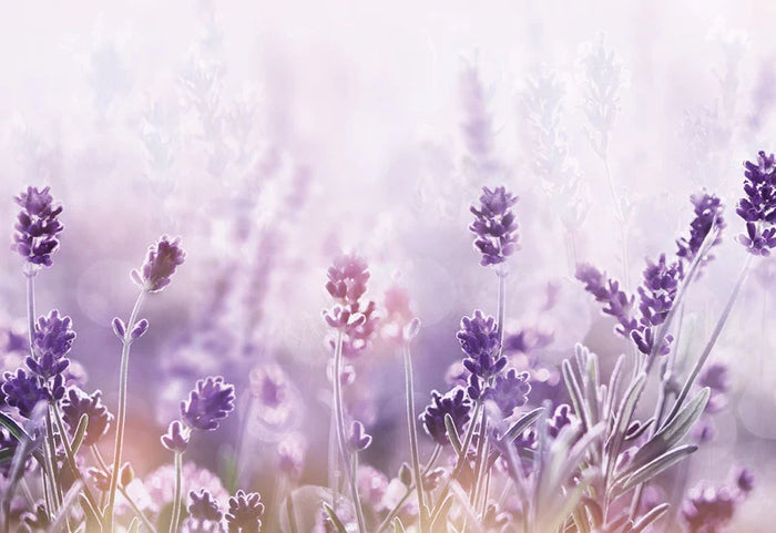 „Kvėpuojantis“ nakties miegas levandų ir „AirMesh“ audinio glėbyje.