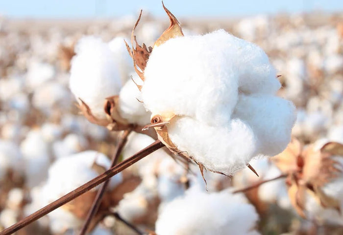 Tik geriausia jūsų odai ir ramiam nakties miegui.