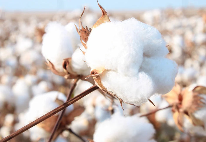 Tik geriausia jūsų odai ir ramiam nakties miegui.