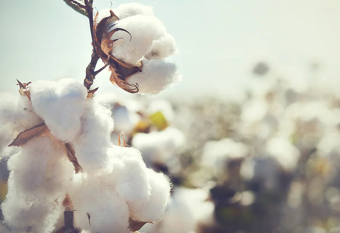 100 % medvilnė, tinkanti kiekvieno tipo odai.